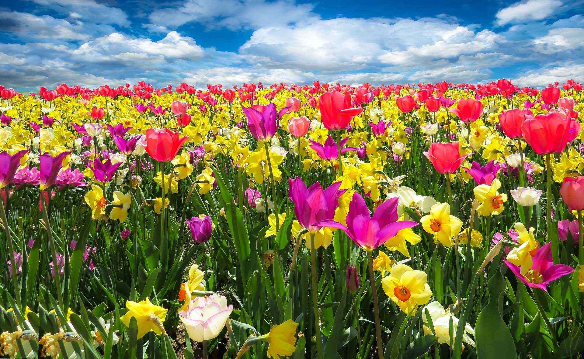 Le printemps du procédurier